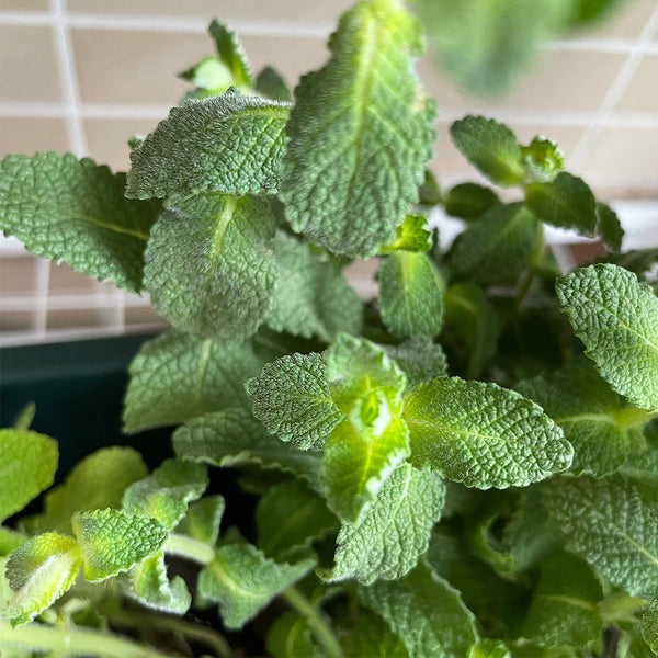 Apple Mint, 1000 Seeds