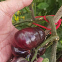 Martha Starfighter Tomato, 10 Seeds
