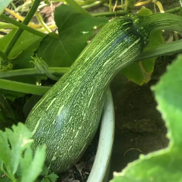 Zhengliang No.5 Pumpkin, 10 Seeds
