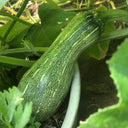 Zhengliang No.5 Pumpkin, 10 Seeds