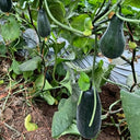 Little Darling Melon, 20 Seeds