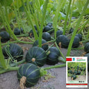 'Li Mei No. 1' Baby Pumpkin Seeds, 500 Seeds