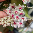 Hoya caudata, 1 Cutting