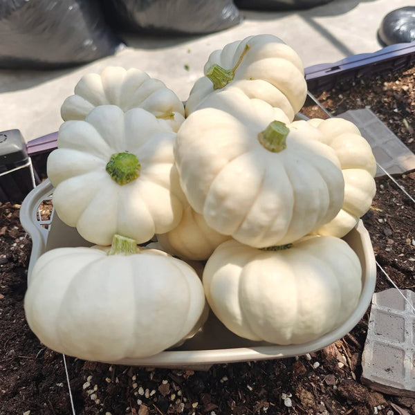 Specialty Mini White Beibei Squash, 10 Seeds