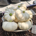 Specialty Mini White Beibei Squash, 10 Seeds
