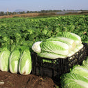 Improved Qingza No.3 Chinese Cabbage Seeds, 5 × 4g Bags