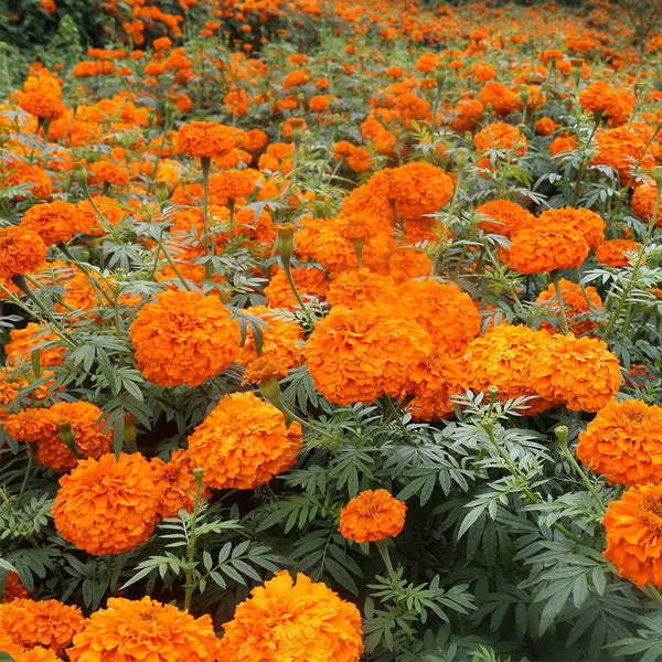 African Marigold (Tagetes erecta) Seeds, 500 Seeds