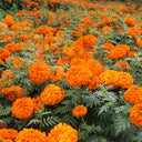 African Marigold (Tagetes erecta) Seeds, 500 Seeds