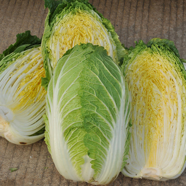 Golden Phoenix Chinese Cabbage Seeds, 5 × 4g Bags