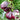 Blue Pear Tomato, 10 Seeds