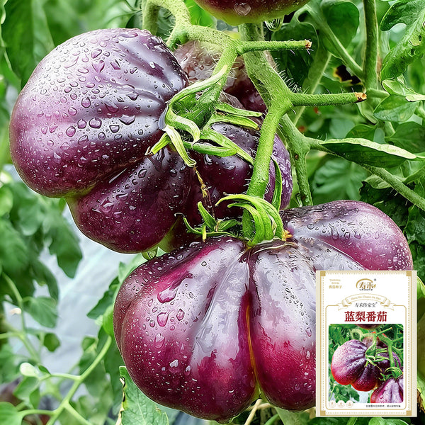 Blue Pear Tomato, 10 Seeds