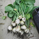 White Cherry Radish Seeds, 10g