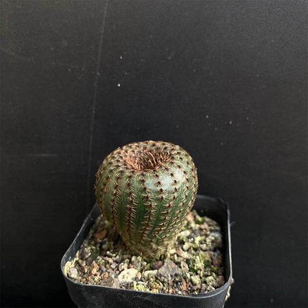 Frailea phaeodisca, 2-3cm