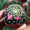 Mammillaria schiedeana, 3-4cm