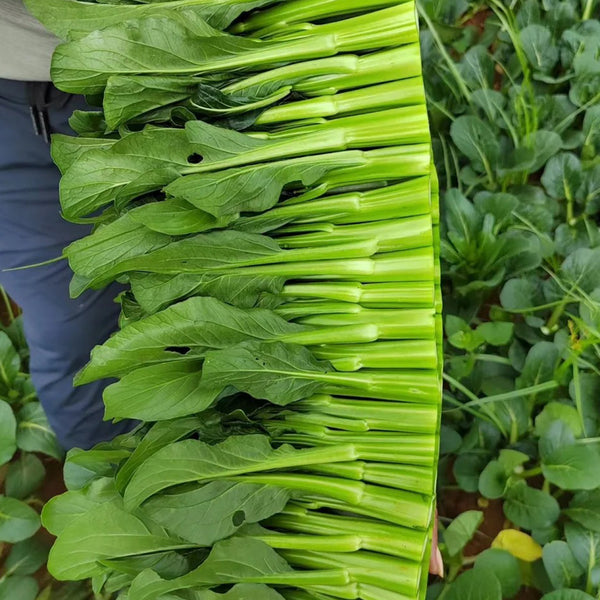 Meiqi No.2 Sweet Choy Sum Seeds, 10g