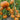 705 Amber Baron Tomato, 5 Seeds