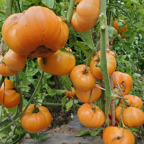 705 Amber Baron Tomato, 5 Seeds