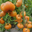 705 Amber Baron Tomato, 5 Seeds