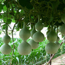 Hezhichun 'Slender Waist' Bottle Gourd, 10 Seeds