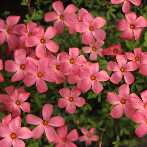 Oxalis 'Australian Wine Red', 1 Bulb