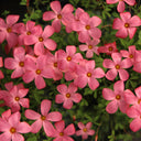Oxalis 'Australian Wine Red', 1 Bulb