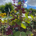 Xishuai Purple Hyacinth Bean Seeds, 10g