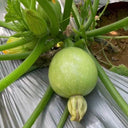 Green Pearl Zucchini Seeds, 10 Seeds