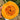 Honey Jar Pumpkin, 20 Seeds