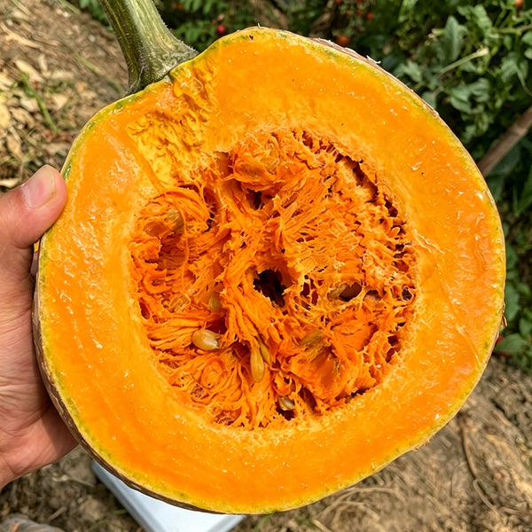 Honey Jar Pumpkin, 20 Seeds