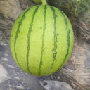 Zaochun Hongyu Watermelon Seeds, 20 Seeds