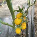 Yellow Pear Cherry Tomato Seeds, 2g