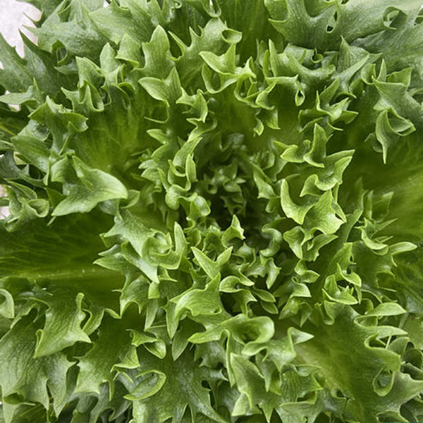 Chrysanthemum Salad Lettuce Seeds, 1g