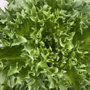 Chrysanthemum Salad Lettuce Seeds, 1g