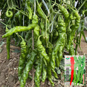 Julong 828 Long Pepper Seeds, 1000 Seeds