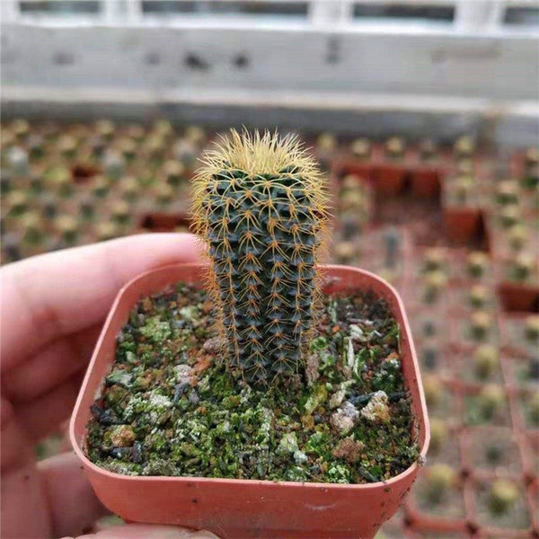 Frailea aurea, 2-3cm