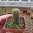 Frailea aurea, 2-3cm