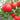 820 Strawberry Heavyweight Tomato, 5 Seeds
