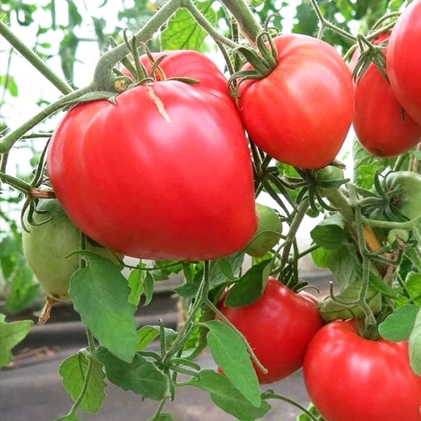 820 Strawberry Heavyweight Tomato, 5 Seeds