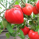 820 Strawberry Heavyweight Tomato, 5 Seeds