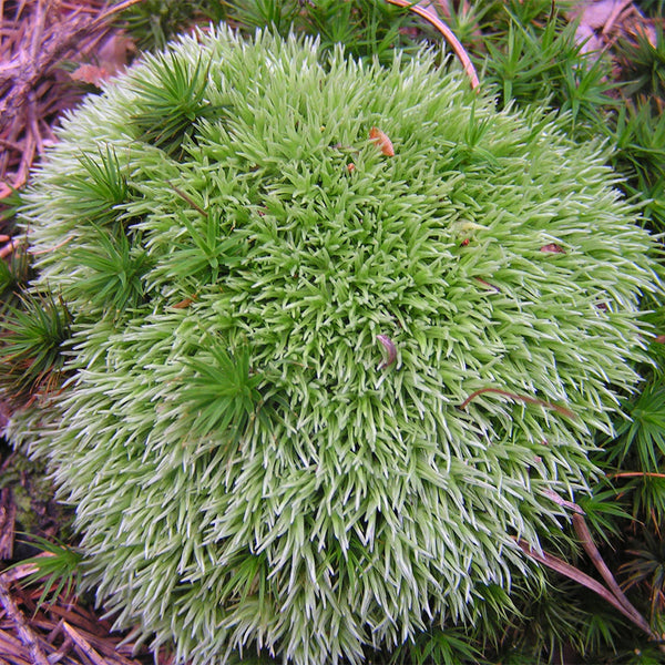 White Cushion Moss Seeds, 500 Seeds