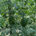 Double-Color Rainbow Watermelon, 20 Seeds