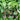 Tuolubamu Eggplant Rootstock Seeds, 5g
