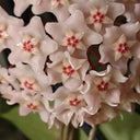 Hoya commutata, 1 Cutting