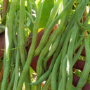 Stringless Snap Bean Seeds, 5 × 10g Bags