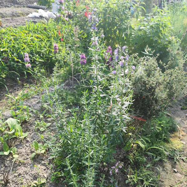 Blue Hyssop Herb, 10 Seeds
