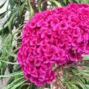 Hezhichun Purple Cockscomb Seeds, 1g