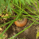 Rainbow Carrot Seeds, 0.5g
