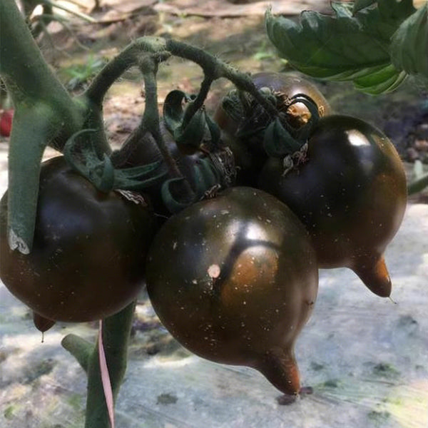 Purple Peach Tomato, 5 Seeds