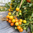 493 Honey Pear Tomato, 5 Seeds