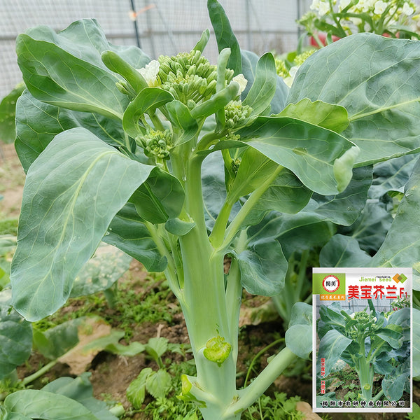 MeiBao Chinese Kale Seeds, 10g